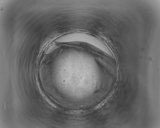 X0000085210049200703231517