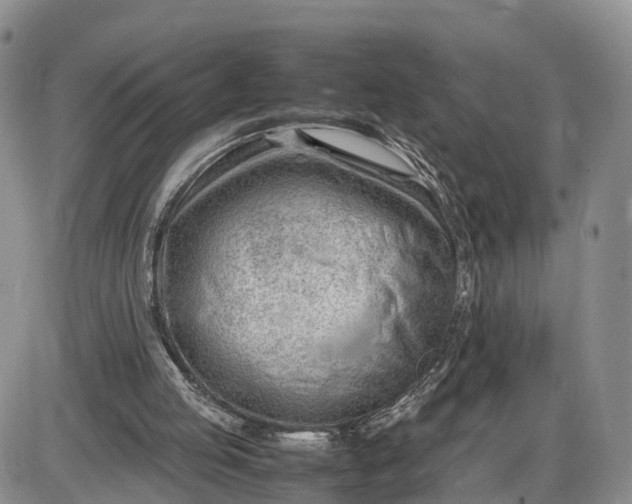 X0000085210053200703231517