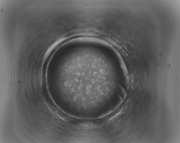 X0000085210200200703231515