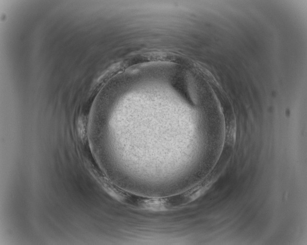 X0000085210335200703231513