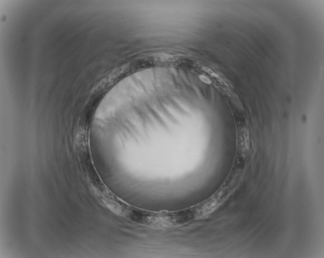 X0000085210419200703231512