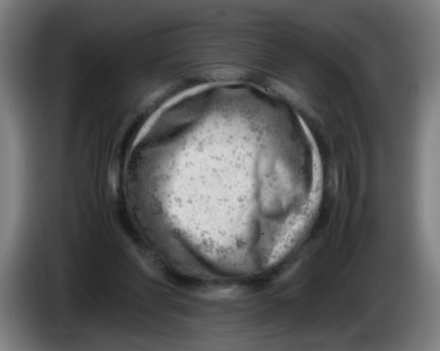 X0000085210206200703301649