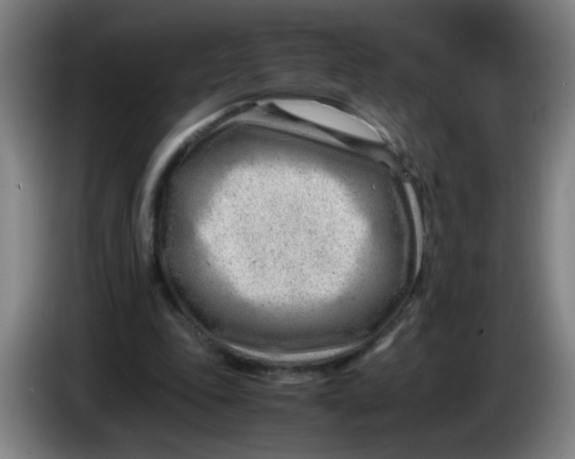 X0000085210343200703301646