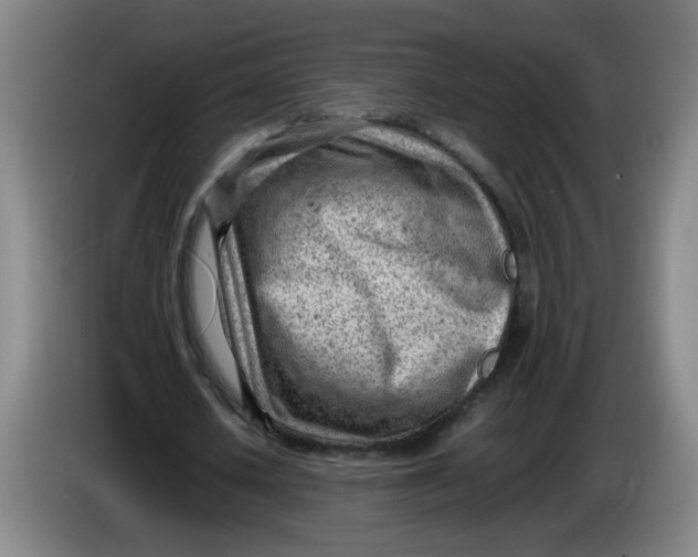 X0000085210626200703301642