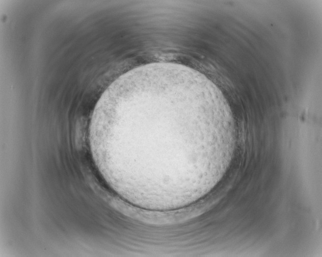 X0000085210030200704091918