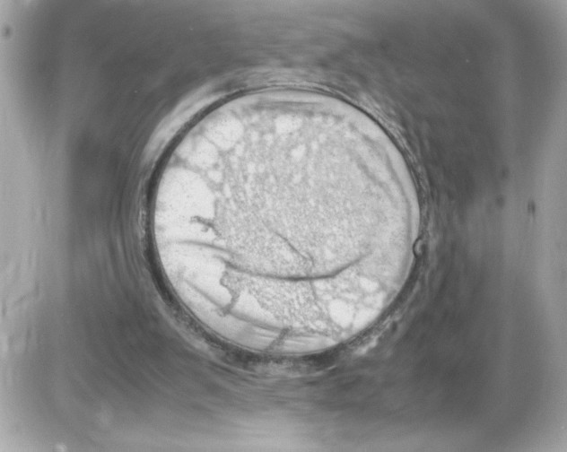 X0000085210103200704091916