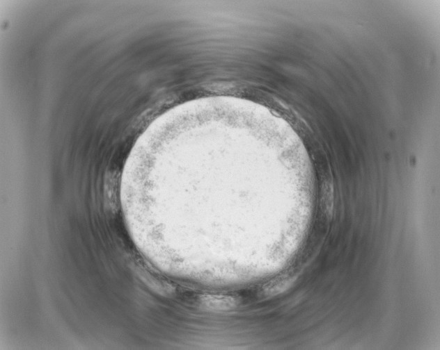 X0000085210234200704091914