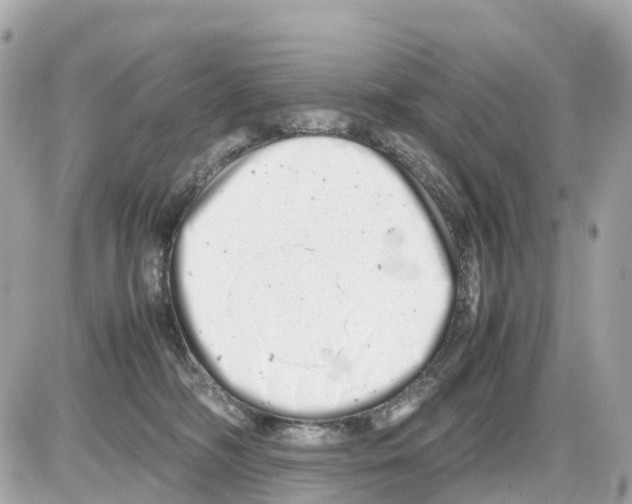 X0000085210326200704091913