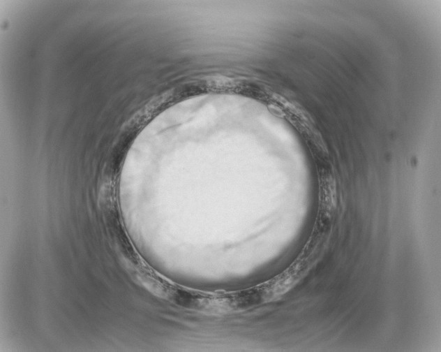 X0000085210419200704091911