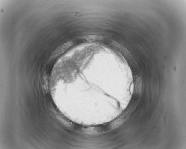 X0000085210430200704091911