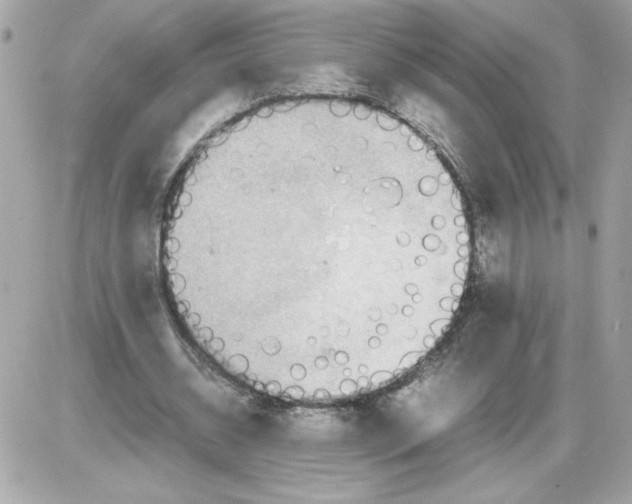 X0000085210534200704091909