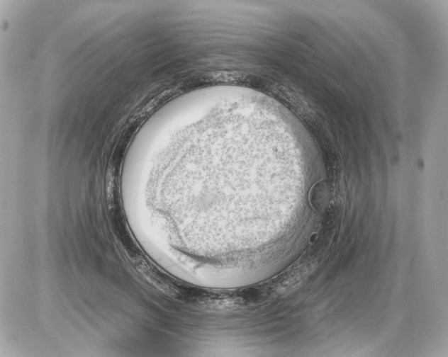 X0000085210646200704091907