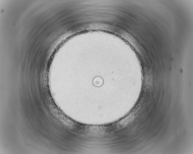 X0000085210832200704091904