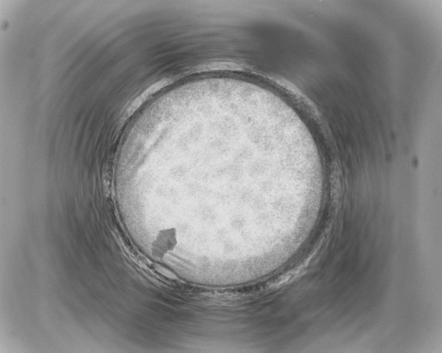 X0000085210929200704091902