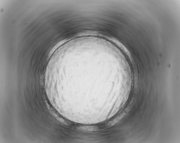 X0000085210953200704091903