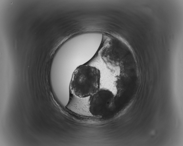 X0000085220529200703090830