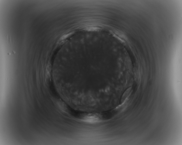 X0000085220175200703091208