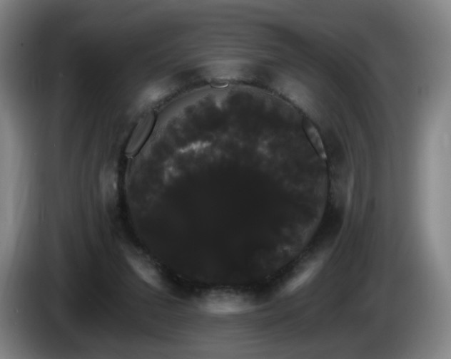 X0000085220207200703091207
