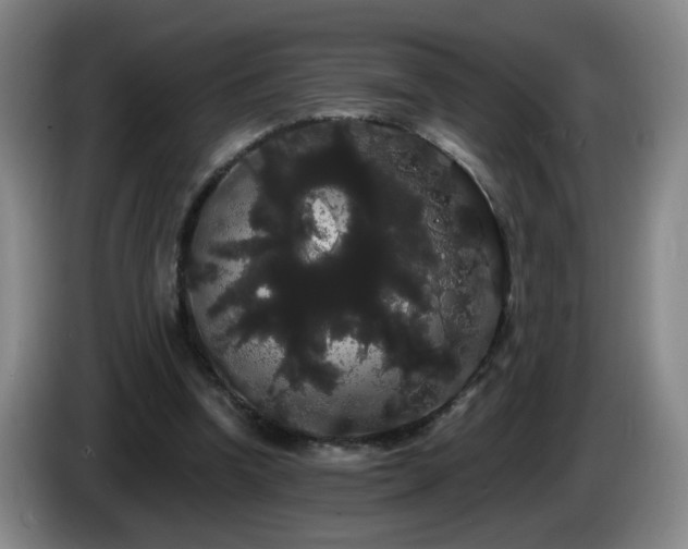 X0000085220346200703091205