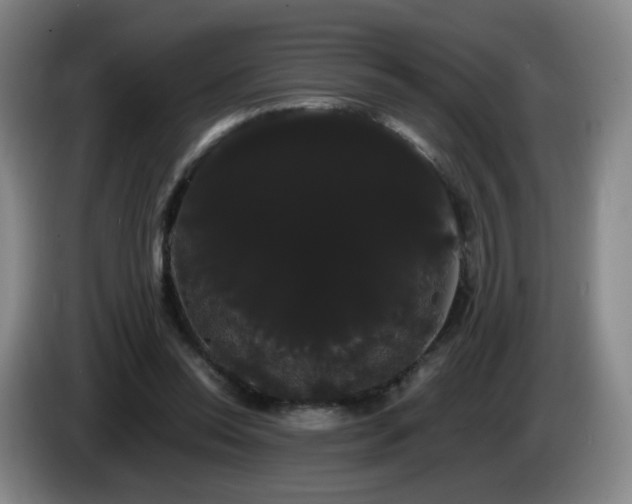 X0000085220350200703091205