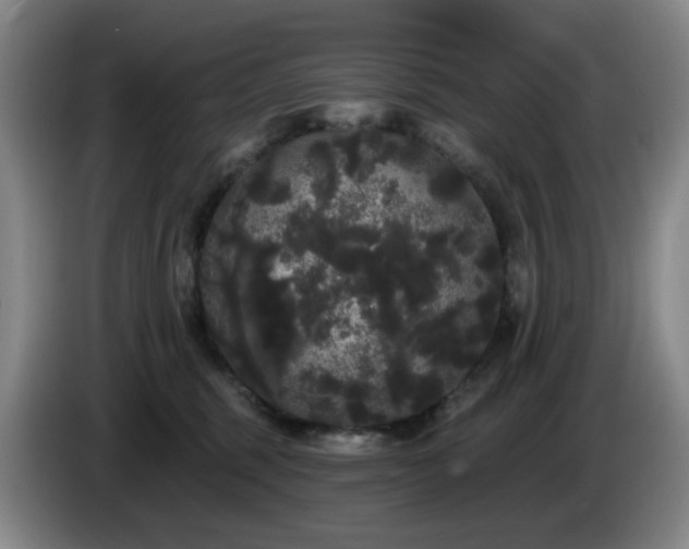 X0000085220375200703091205