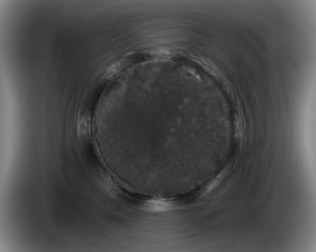 X0000085220425200703091204