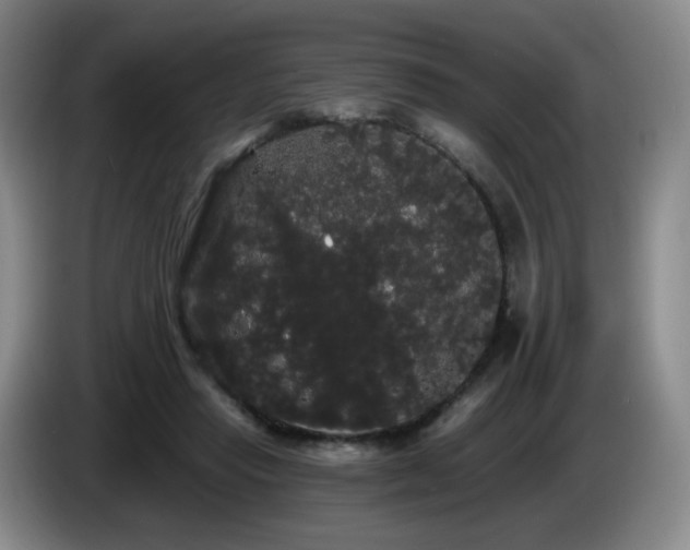 X0000085220453200703091204