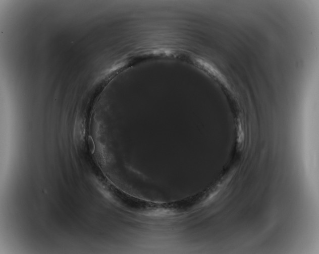 X0000085220593200703091202