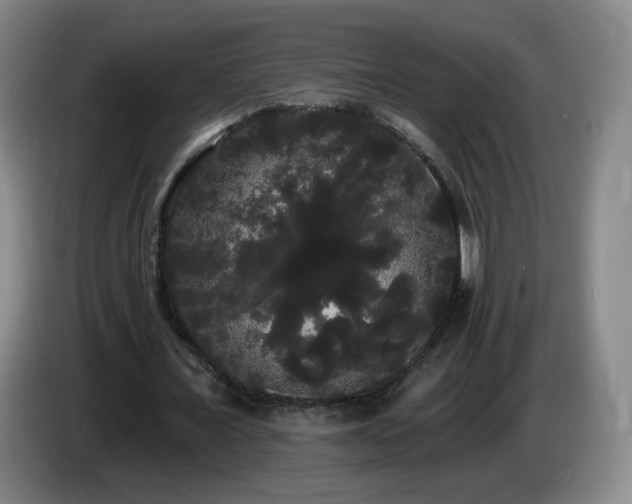X0000085220675200703091201