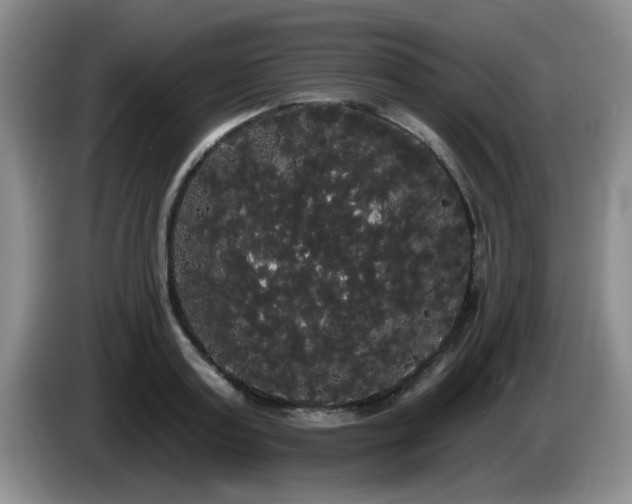 X0000085220795200703091158