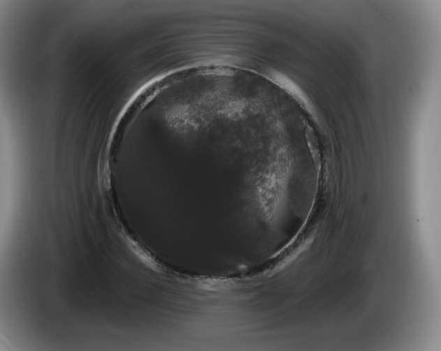 X0000085220924200703091156
