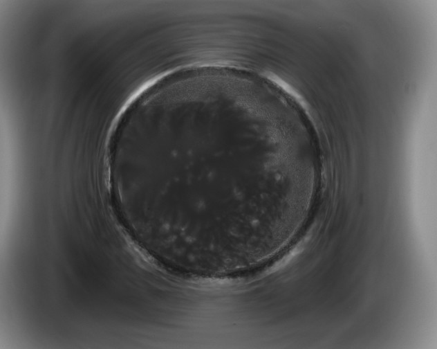 X0000085220925200703091156