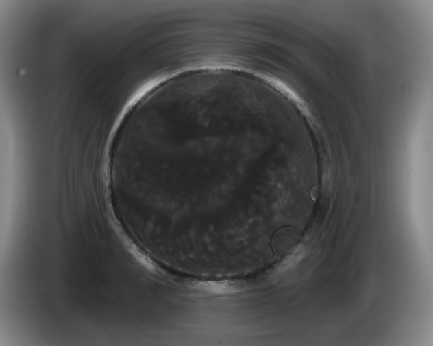 X0000085220990200703091156