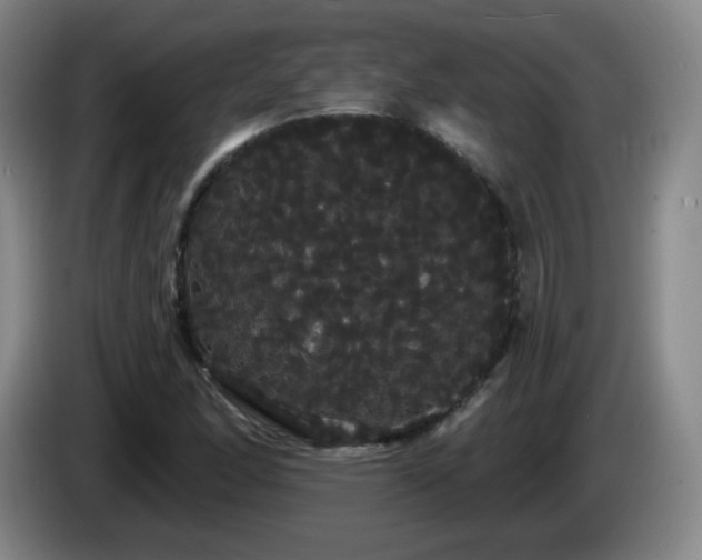 X0000085221166200703091153