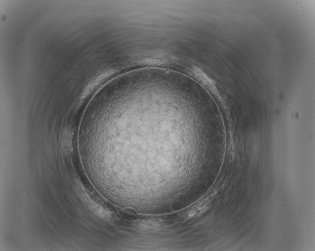 X0000085220106200703161255