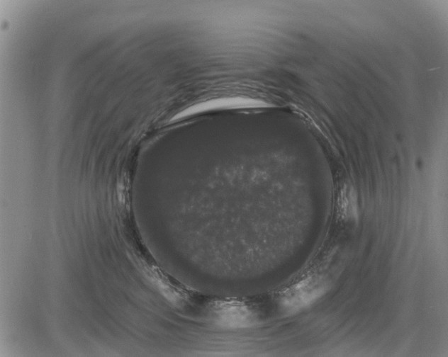 X0000085220424200703161250