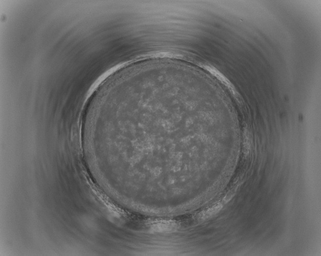 X0000085220886200703161242