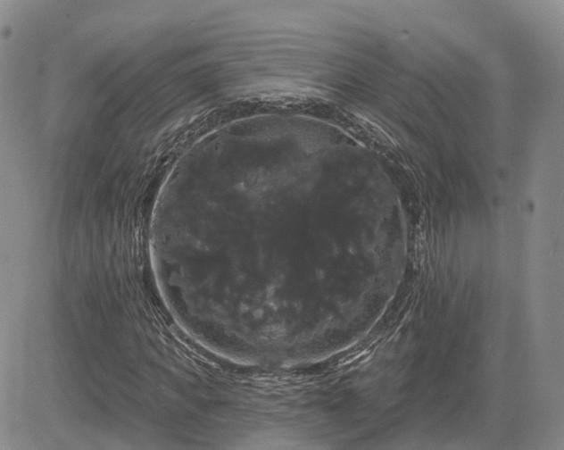 X0000085220917200703161241