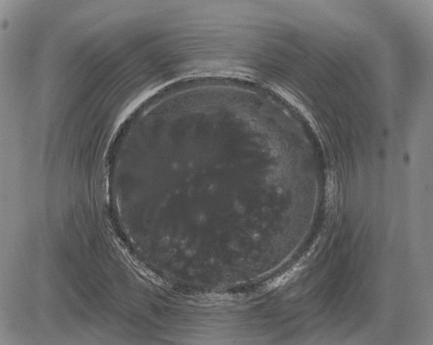 X0000085220925200703161241