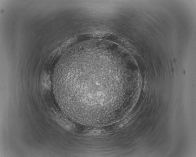 X0000085221204200703161236