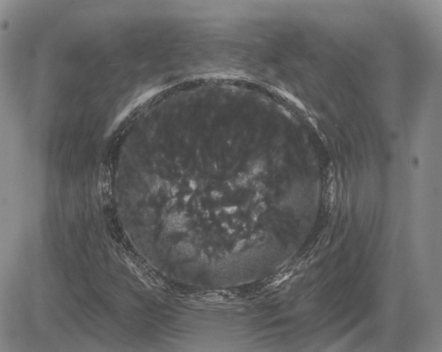 X0000085221255200703161236