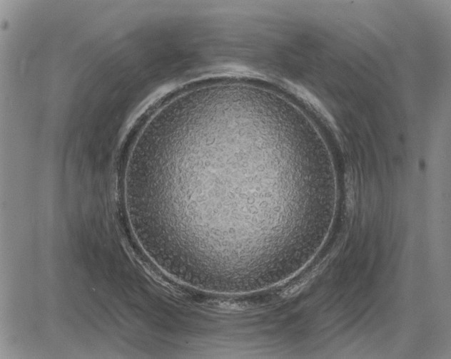 X0000085221318200703161234