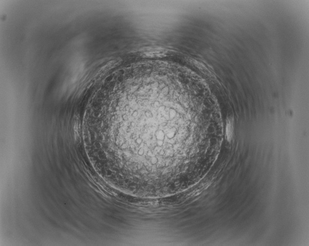 X0000085221444200703161232