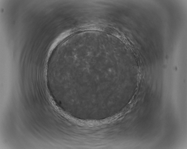 X0000085220006200703231544