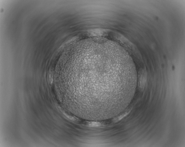 X0000085220091200703231544