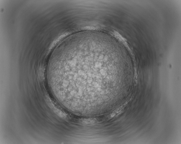 X0000085220106200703231543