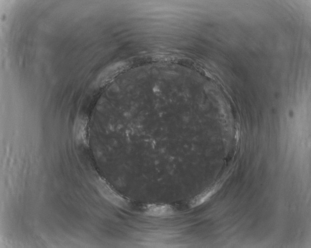 X0000085220185200703231542