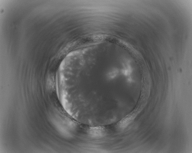 X0000085220240200703231541