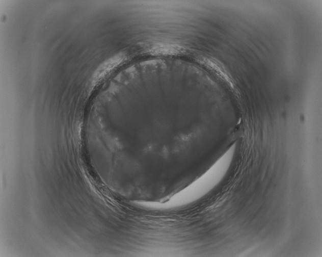 X0000085220491200703231536