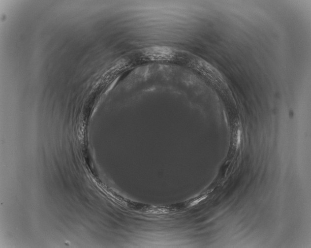 X0000085220604200703231534